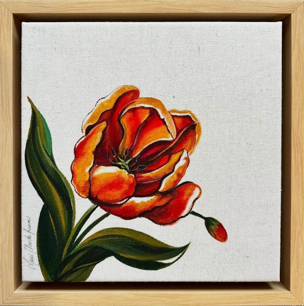 Perroquet Tulip