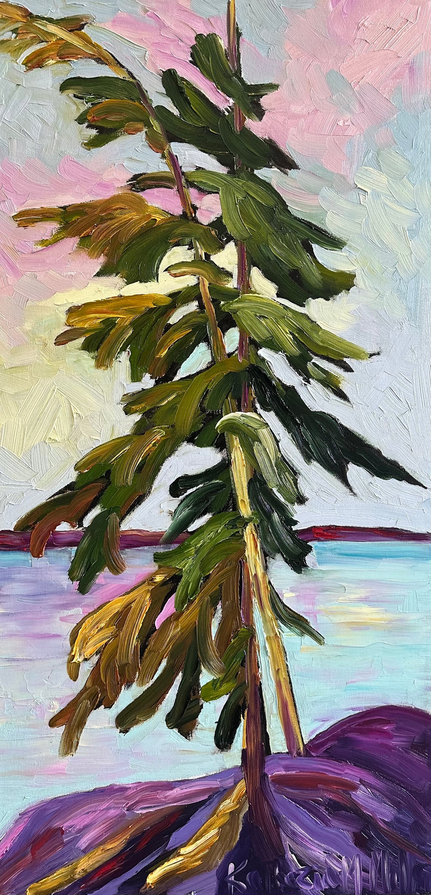 My Temagami Pine