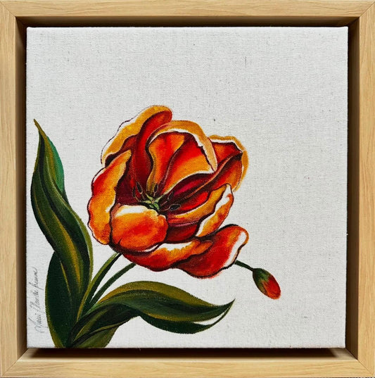 Perroquet Tulip