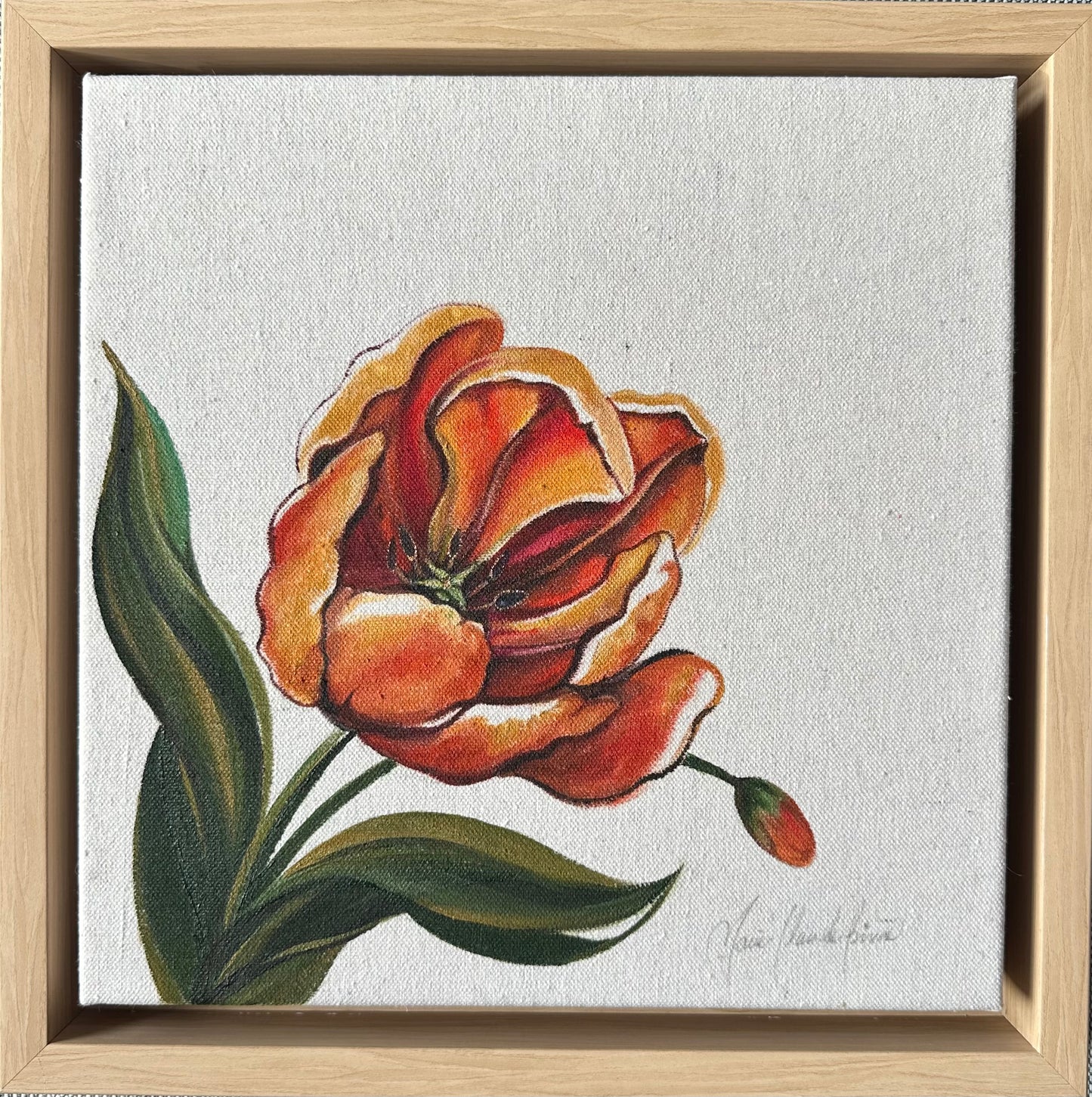 Perroquet Tulip