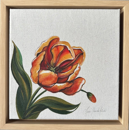 Perroquet Tulip